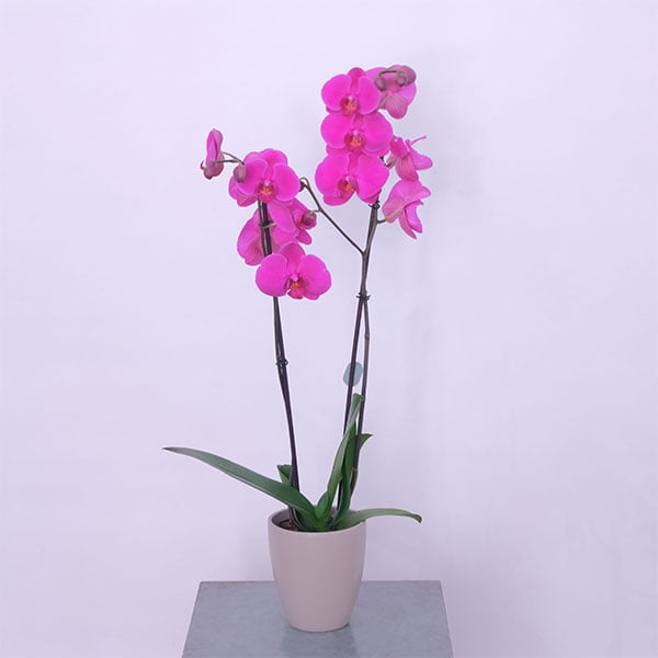 Orchid Elegante