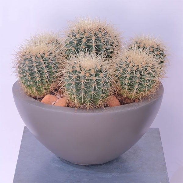 Desert Jewels Cactus - Botanica Flower Boutique