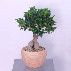 buy bonsai plant Lebanon - Botanica Flower Boutique