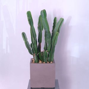 Euphoria Cactus Oasis - Botanica Flower Boutique