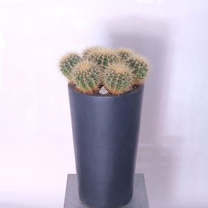 Round Cactus Delight