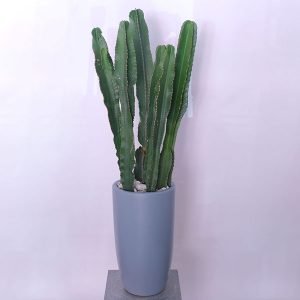 Desert Gem Euphorbia