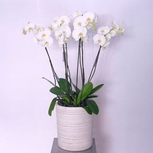 White Orchid Grace