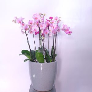 Pink Orchid Blush