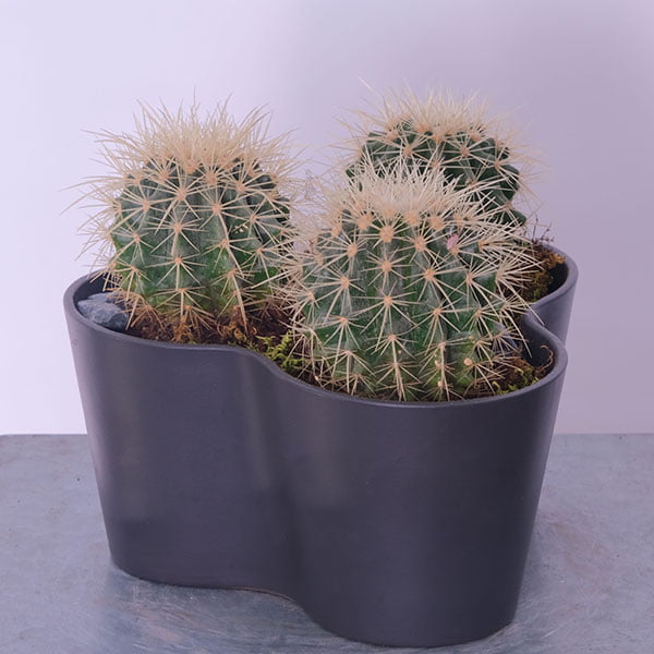 Three Cactus Treasures
