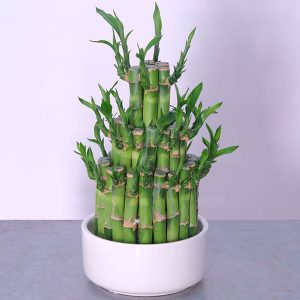 Lucky Bamboo - Botanica Flower Boutique