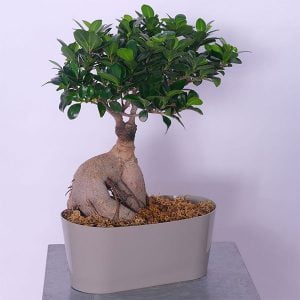 bonsai lebanon - Botanica Flower Boutique