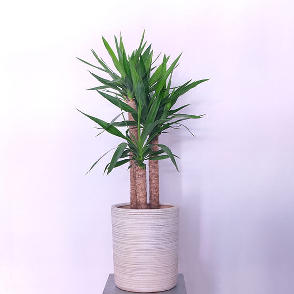 Yucca Plant