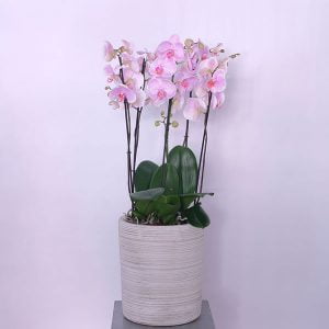 Pink Petal Orchid