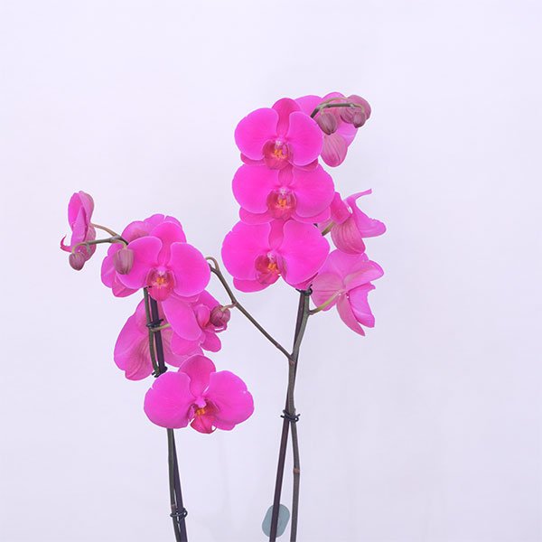1-2.jpg Orchid Elegante