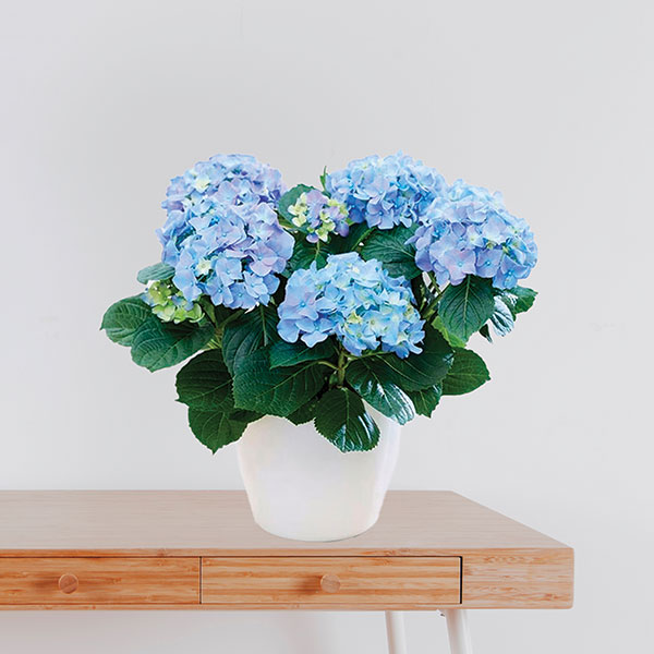 Blue Hortensia