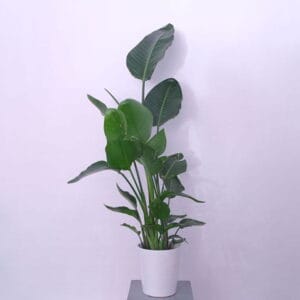 Strelitzia's Bird of Paradise
