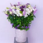 Purple Enchantment