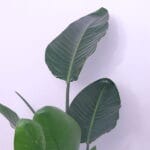Strelitzia's Bird of Paradise