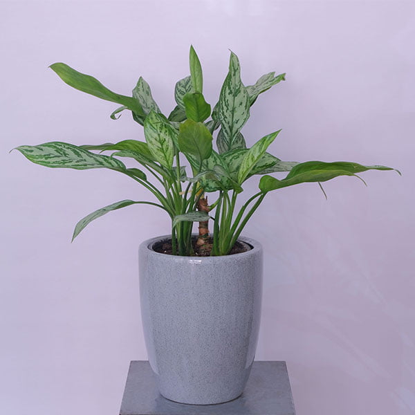 Aglaonema Chinese Evergreen