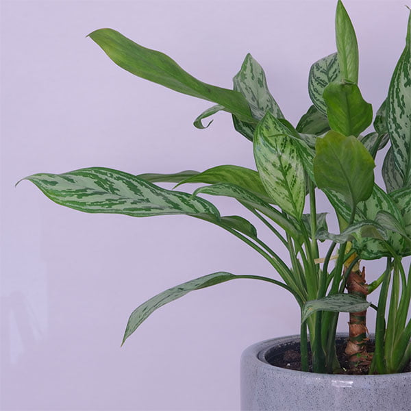 Aglaonema Chinese Evergreen