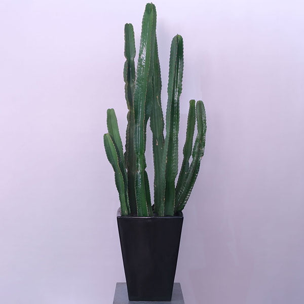 14-1.jpg African Milk Tree Majesty