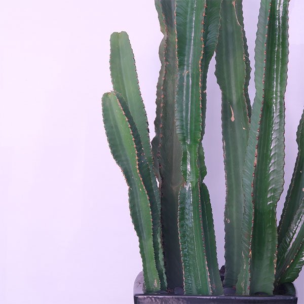 African Milk Tree Majesty