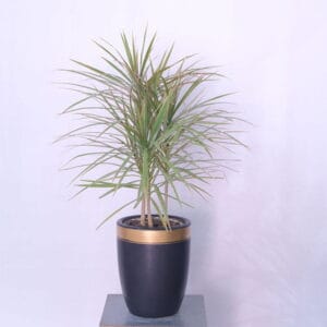 Marginata Marvel