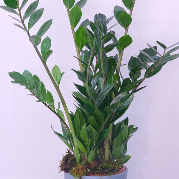 Zamioculcas Zanzibar Gem