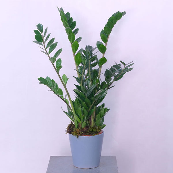 Zamioculcas Zanzibar Gem