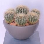 Desert Jewels Cactus