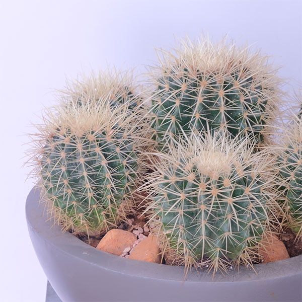 Desert Jewels Cactus