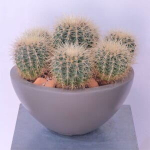 Desert Jewels Cactus