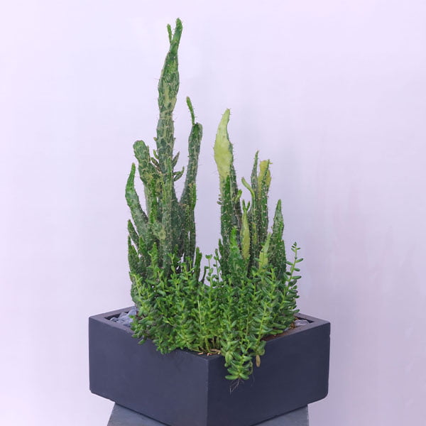 Spike & Shine Cactus