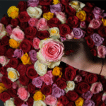 Bella Rosa - 150 Roses