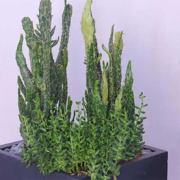 Spike & Shine Cactus