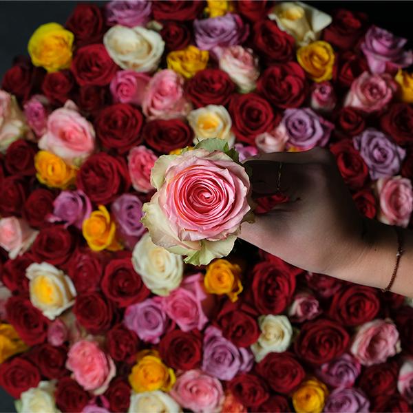 Bella Rosa - 150 Roses