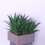Aloe Vera Vitality