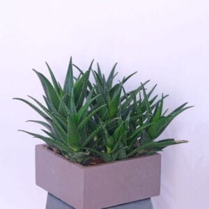 Aloe Vera Vitality