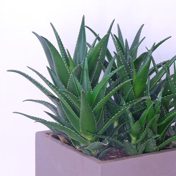 Aloe Vera Vitality