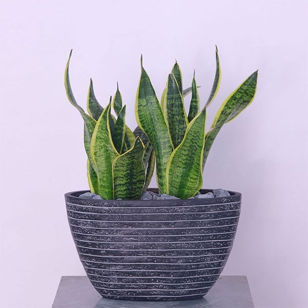 2-1.jpg Sansevieria Serenity Snake Plant