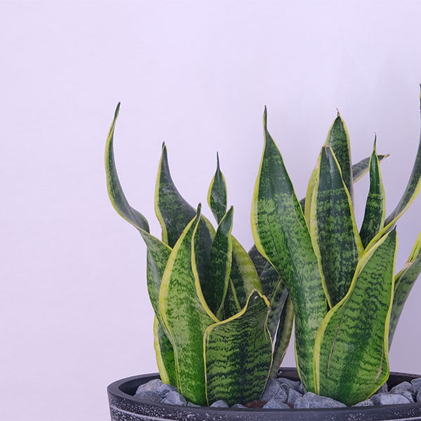 Sansevieria Serenity Snake Plant