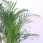 Tropical Sunshine Areca