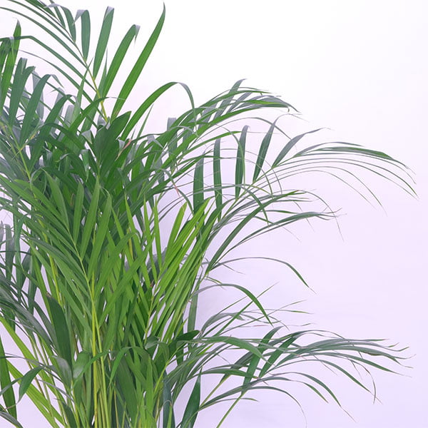 Tropical Sunshine Areca