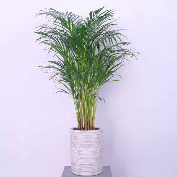 Tropical Sunshine Areca