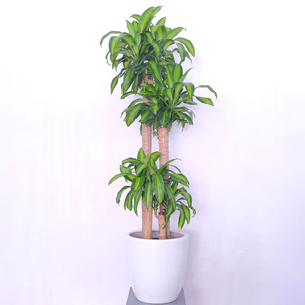 Corn Plant - Dracaena fragrans 'Massangeana'