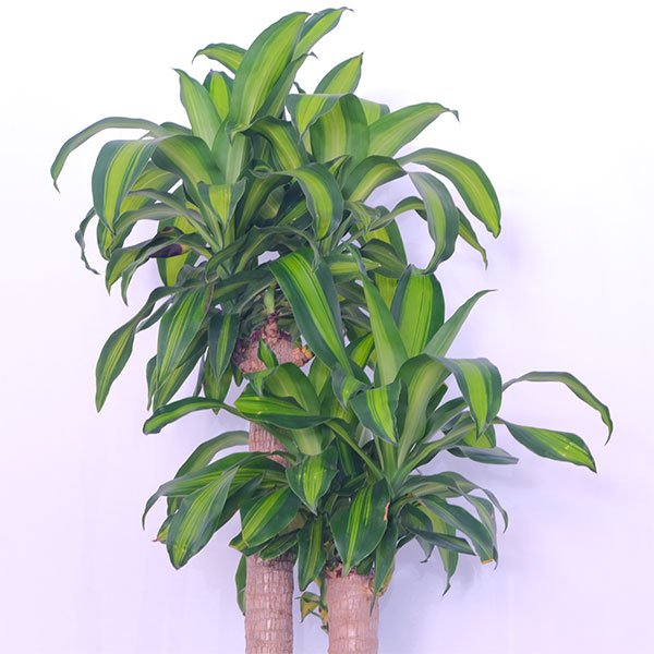 Corn Plant - Dracaena fragrans 'Massangeana'