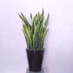 Sansevieria Zeylanica: The Snake Plant