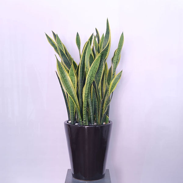 Sansevieria Zeylanica: The Snake Plant