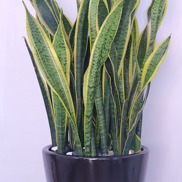 Sansevieria Zeylanica: The Snake Plant