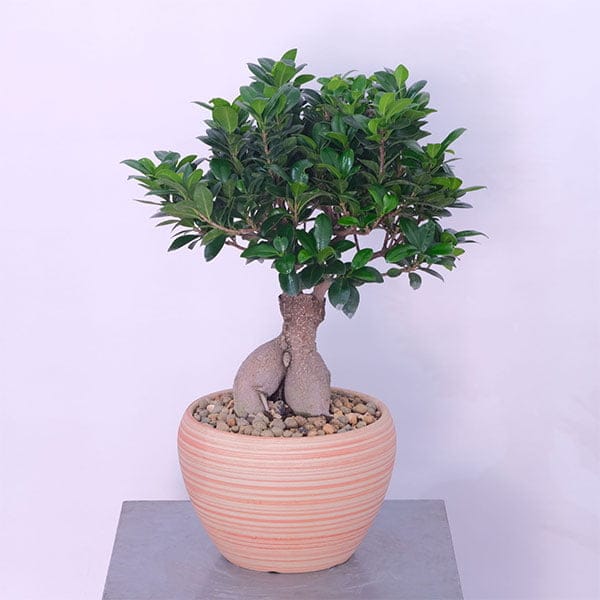 Miniature Bonsai