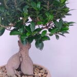 Miniature Bonsai