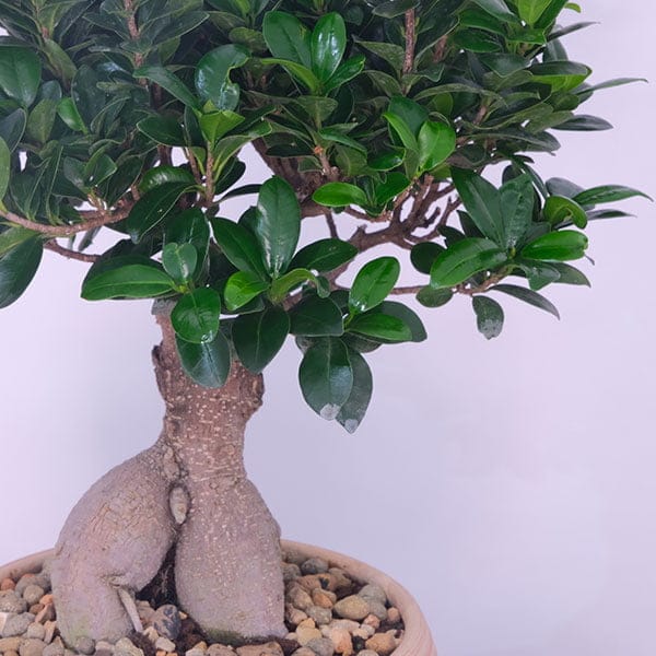 Miniature Bonsai