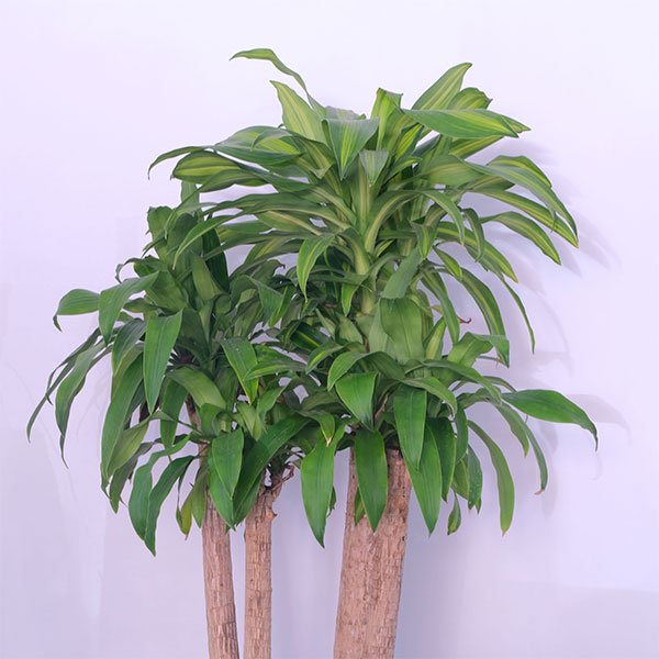 Cornstalk Canopy Beauty