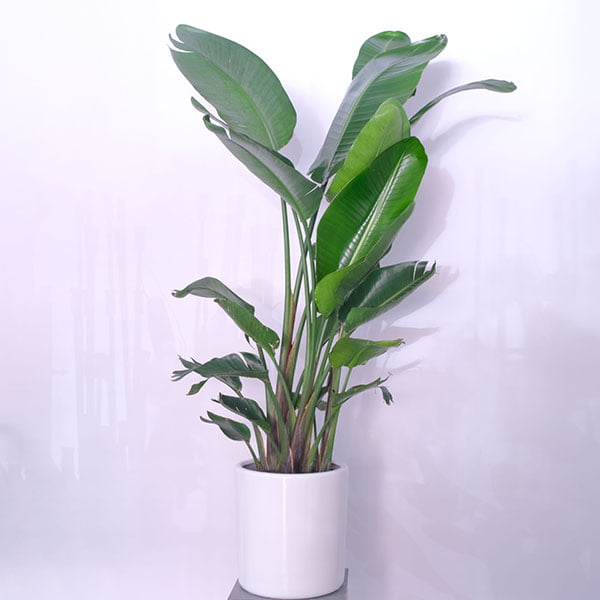 Strelitzia augusta's Wild banana leaf